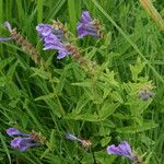 Scutellaria hastifolia Hábito