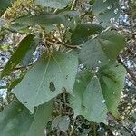 Heliocarpus americanus পাতা