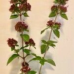 Origanum vulgareКветка