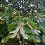 Tilia tomentosaLeaf