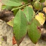 Vaccinium pallidum Leaf