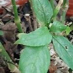 Ruellia brevifolia Leaf