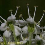 Pleurospermum austriacum 花