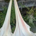Lilium formosanum Λουλούδι
