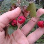 Crataegus persimilis Fruit