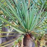 Dracaena draco Leaf