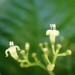 Psychotria lucens