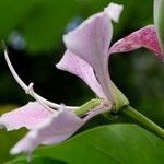 Bauhinia monandra Цвят