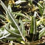 Xanthium spinosum Blad