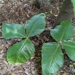 Arisaema ringens List