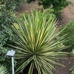 Furcraea selloana Folha