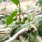 Coelocaryon preussii Fruto