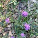 Serratula tinctoria Flors