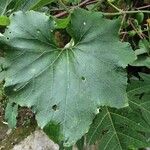 Benincasa hispida Lehti
