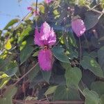 Dalechampia aristolochiifolia Flor