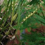 Bulbophyllum calyptratum Pokrój