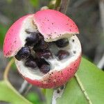 Capparis quiniflora Fruit