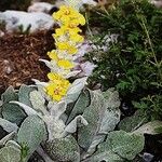 Verbascum reiseri Flower