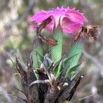 Dianthus balbisii Kvet