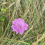 Scabiosa lucida Квітка