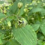 Tinantia erecta Frucht