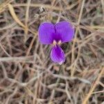 Vigna frutescens Blüte