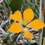 Momordica boivinii Λουλούδι
