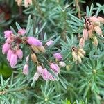 Erica carnea Lapas