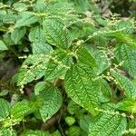 Pilea inaequalis Blad