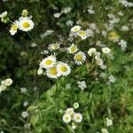 Erigeron strigosusBlodyn