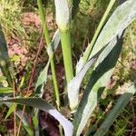 Eryngium yuccifolium Rinde