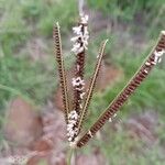 Eustachys paspaloides Kukka