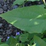 Thunbergia grandiflora List