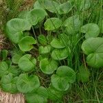 Viola palustris Blad