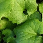 Doronicum orientale Likasa