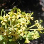 Stenocarpus tremuloides Kukka