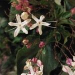 Clerodendrum trichotomumFlor