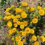 Inula helenioides Flower