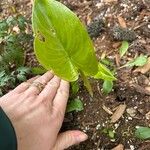 Calla palustrisFolla