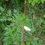 Selinum carvifolium Leaf