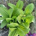 Veratrum nigrum Lapas