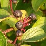 Cornus sanguinea 果