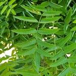 Sophora japonica Leaf