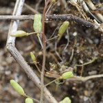 Hornungia procumbens Blüte