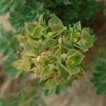 Euphorbia falcata Flower