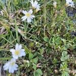 Cerastium alpinumFlor