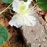 Capparis spinosa Blomma