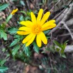 Euryops chrysanthemoides Žiedas