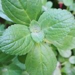 Plectranthus ornatus Листок