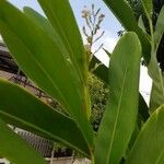 Alpinia galanga Leaf